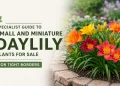 Specialist Guide to Small and Miniature Daylily Plants for Sale for Tight Borders